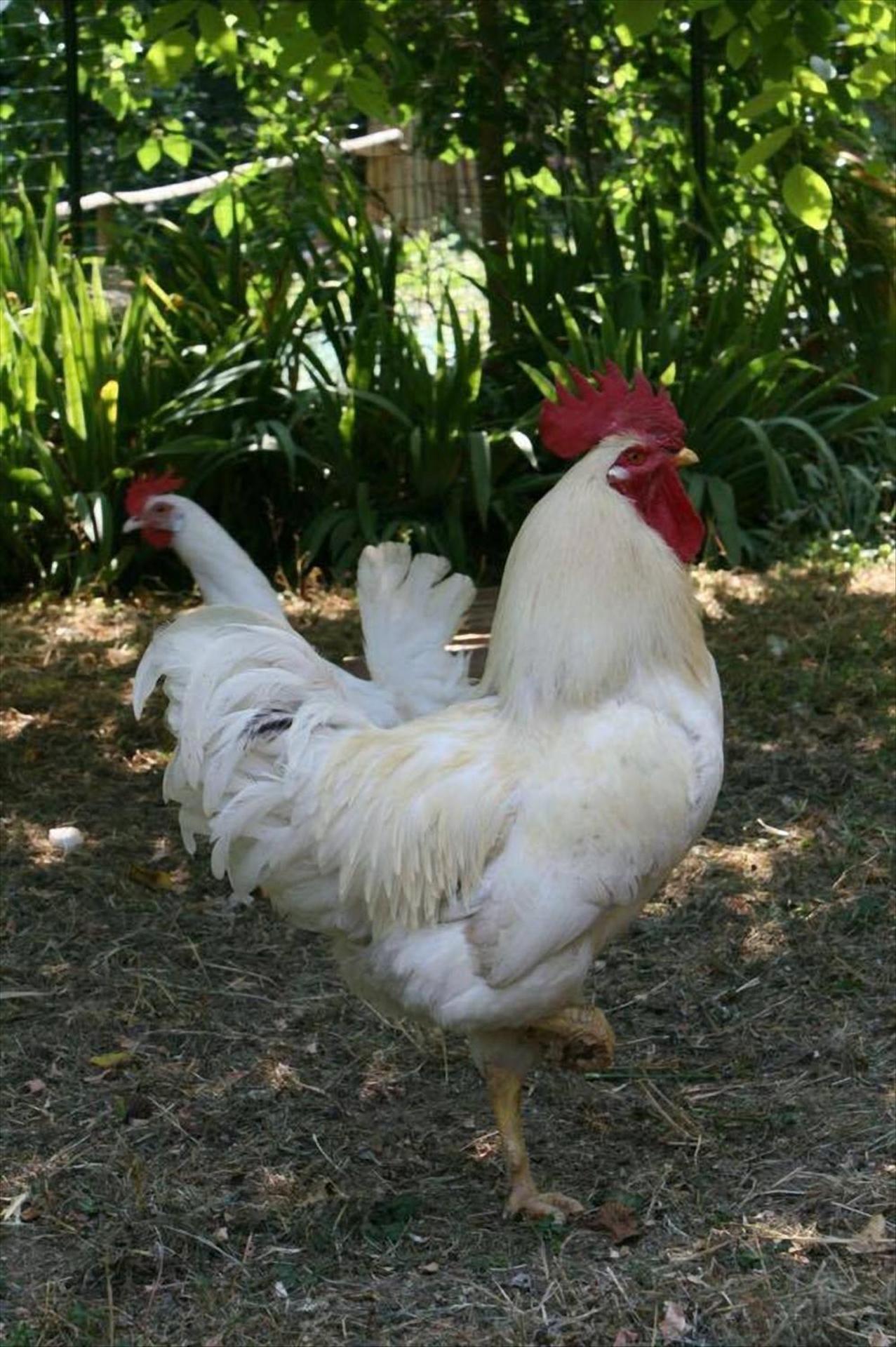 Willa Collina E Mare Camogli Zewnętrze zdjęcie