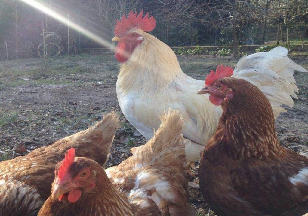 Willa Collina E Mare Camogli Zewnętrze zdjęcie